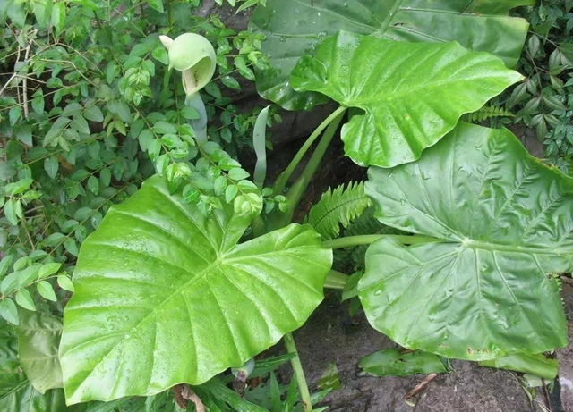 泸州男子上演现实版“神农尝百草”!结果悲剧了……(图2) 泸州男子上演现实版“神农尝百草”!结果悲剧了……(图2)