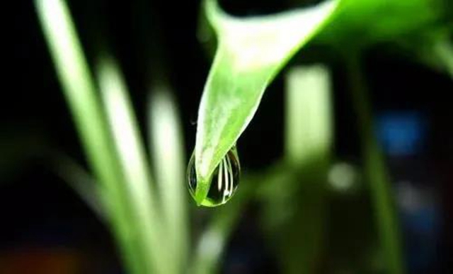 泸州男子上演现实版“神农尝百草”!结果悲剧了……(图7) 泸州男子上演现实版“神农尝百草”!结果悲剧了……(图7)