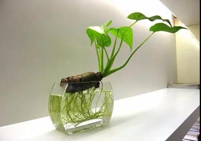 泸州男子上演现实版“神农尝百草”!结果悲剧了……(图8) 泸州男子上演现实版“神农尝百草”!结果悲剧了……(图8)