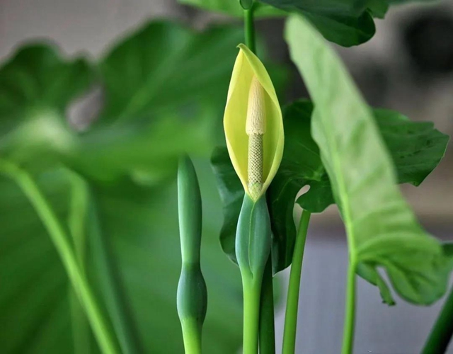 泸州男子上演现实版“神农尝百草”!结果悲剧了……(图9) 泸州男子上演现实版“神农尝百草”!结果悲剧了……(图9)