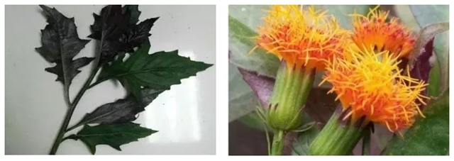 泸州男子上演现实版“神农尝百草”!结果悲剧了……(图14) 泸州男子上演现实版“神农尝百草”!结果悲剧了……(图14)