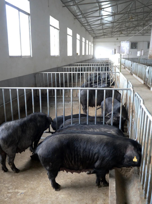 丫杈猪上榜！ 古蔺国家地理标志证明商标增至6件(图4)