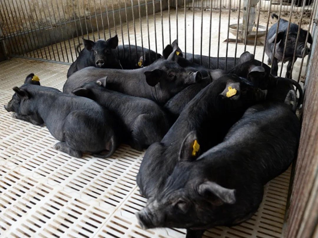 丫杈猪上榜！ 古蔺国家地理标志证明商标增至6件(图5)