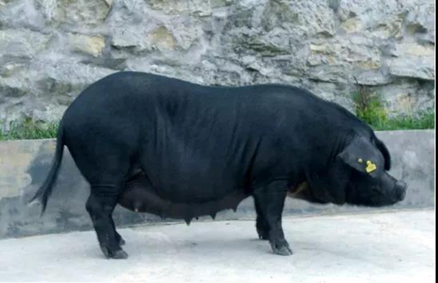 丫杈猪上榜！ 古蔺国家地理标志证明商标增至6件(图1)