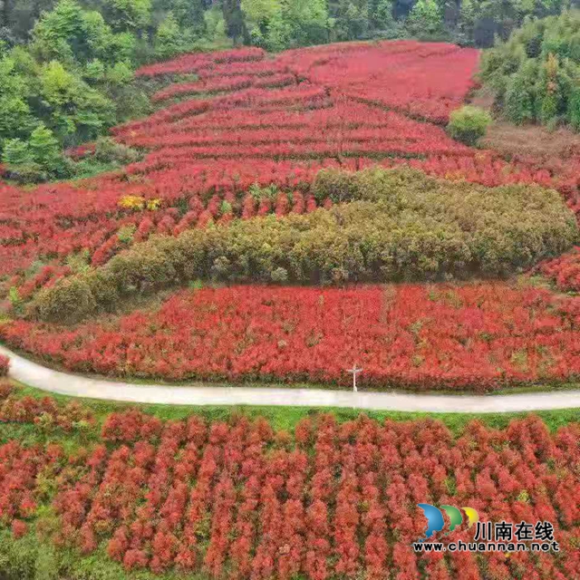 古蔺：多措并举兴产业，省侨联倾力帮扶显成效(图1)