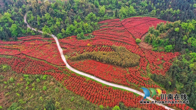 古蔺：多措并举兴产业，省侨联倾力帮扶显成效(图6)