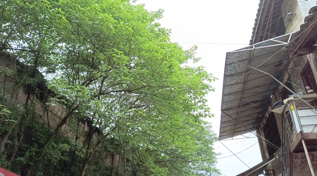 379户搬迁！宜宾这个古镇有大动作！