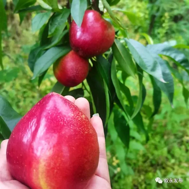 叙永赤水河油桃甜脆上市啦，尝鲜正当时！(图1)