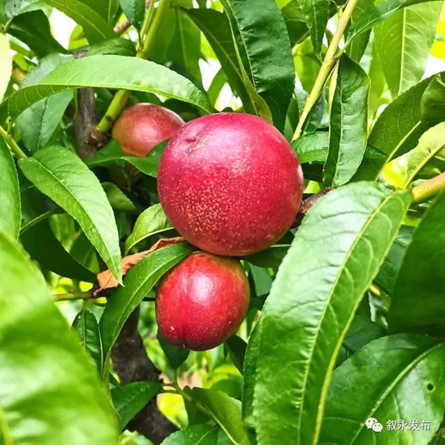 叙永赤水河油桃甜脆上市啦，尝鲜正当时！(图4)