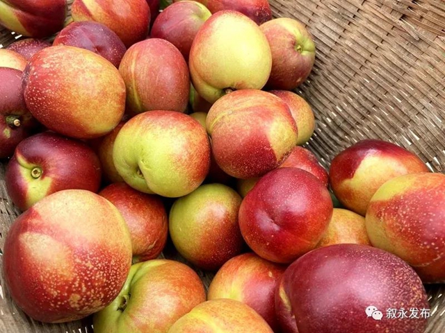 叙永赤水河油桃甜脆上市啦，尝鲜正当时！(图2)