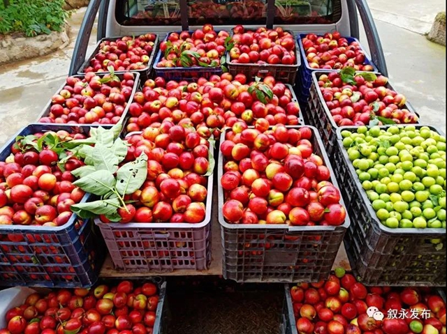 叙永赤水河油桃甜脆上市啦，尝鲜正当时！(图6)