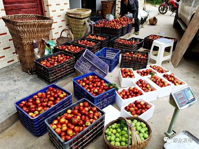 叙永赤水河油桃甜脆上市啦，尝鲜正当时！(图8)