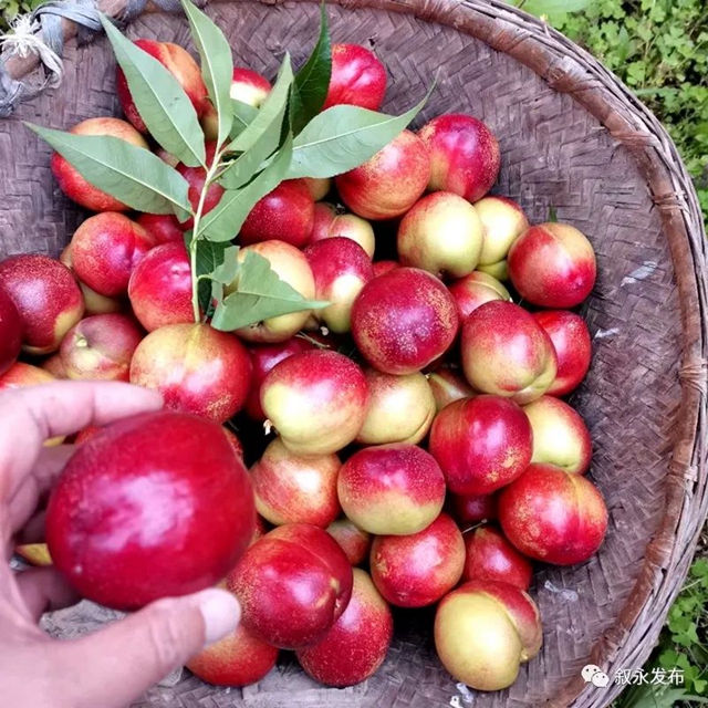 叙永赤水河油桃甜脆上市啦，尝鲜正当时！(图7)