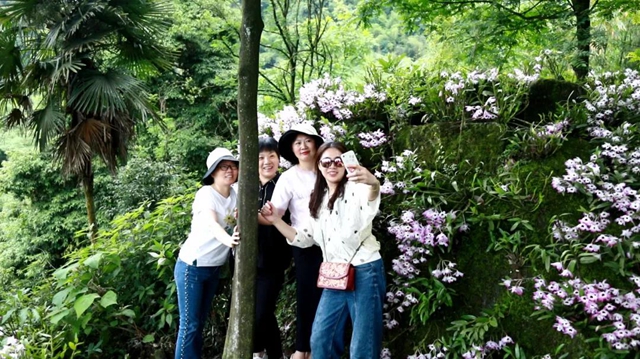 绝美多图已补货，速来云赏合江7000亩紫色花海！(图5)