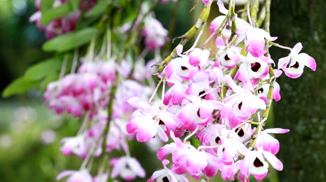 绝美多图已补货，速来云赏合江7000亩紫色花海！(图4)