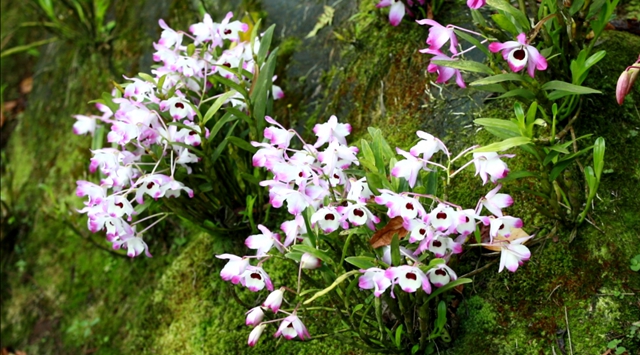 绝美多图已补货，速来云赏合江7000亩紫色花海！(图3)