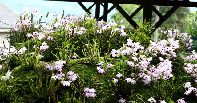 绝美多图已补货，速来云赏合江7000亩紫色花海！(图2)