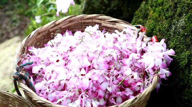 绝美多图已补货，速来云赏合江7000亩紫色花海！(图6)