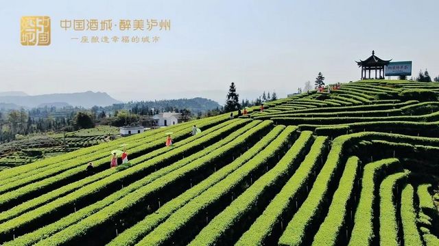 打造中国特早茶产业带！涉及纳溪、叙永、古蔺、泸县这些乡镇