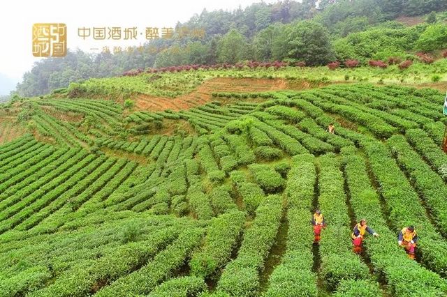 打造中国特早茶产业带！涉及纳溪、叙永、古蔺、泸县这些乡镇(图2)