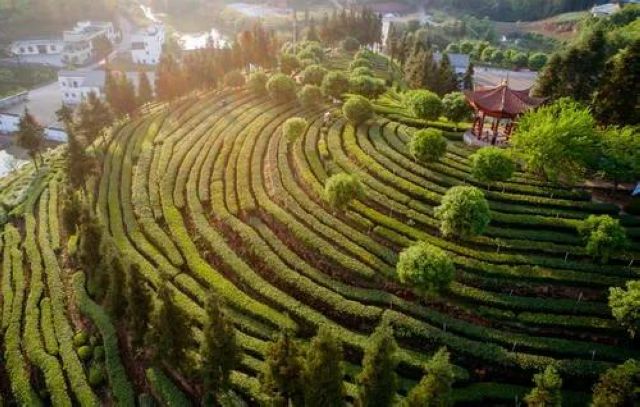 好安逸!周末来纳溪品茶 还有礼品送哟