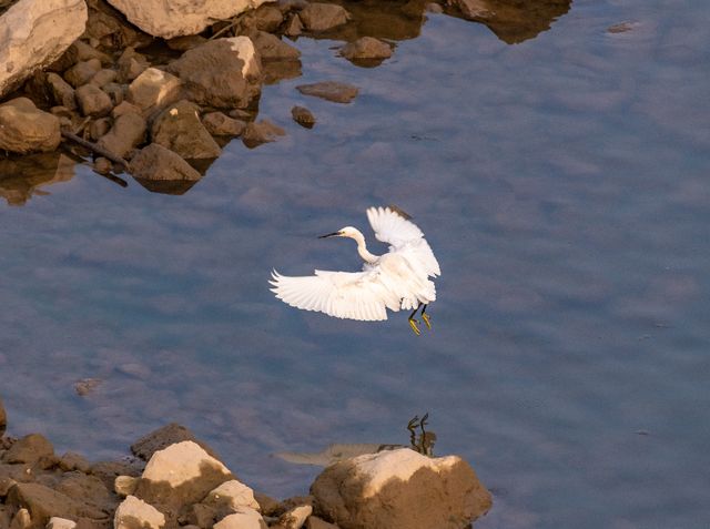 泸州市生态环境系统生物多样性保护主题摄影作品展播(图4)
