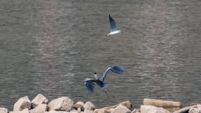 泸州市生态环境系统生物多样性保护主题摄影作品展播(图1)