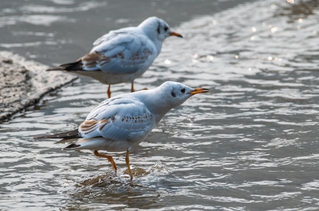泸州市生态环境系统生物多样性保护主题摄影作品展播(图3)