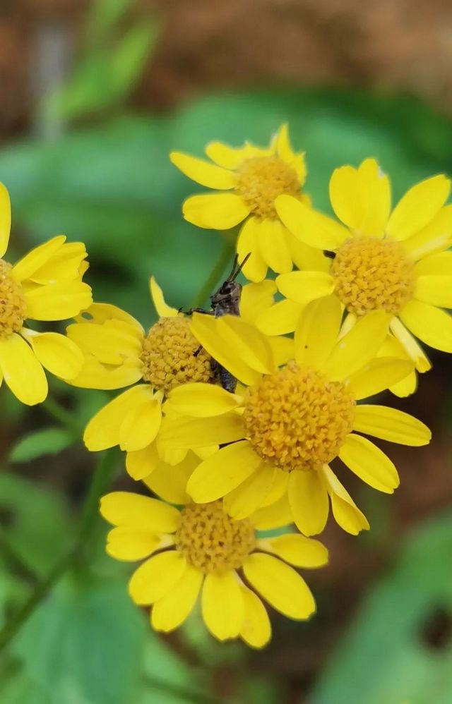 泸州市生态环境系统生物多样性保护主题摄影作品展播(图6)