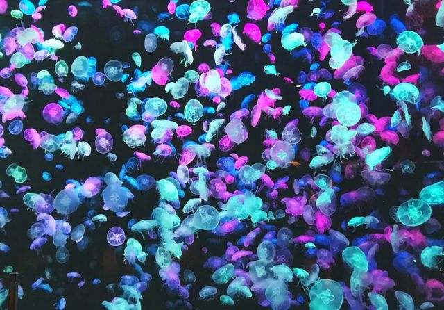 泸州市生态环境系统生物多样性保护主题摄影作品展播(图10)