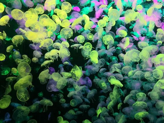 泸州市生态环境系统生物多样性保护主题摄影作品展播(图11)