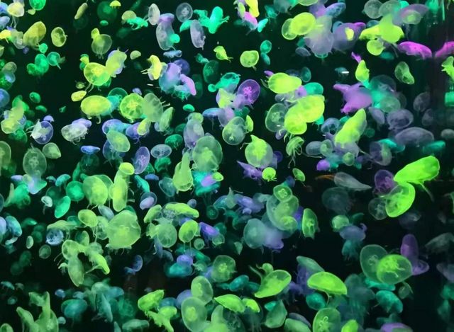 泸州市生态环境系统生物多样性保护主题摄影作品展播(图9)