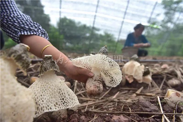 抢“鲜”上市！内江这里的“白裙仙子”太惹人喜欢了！(图1)