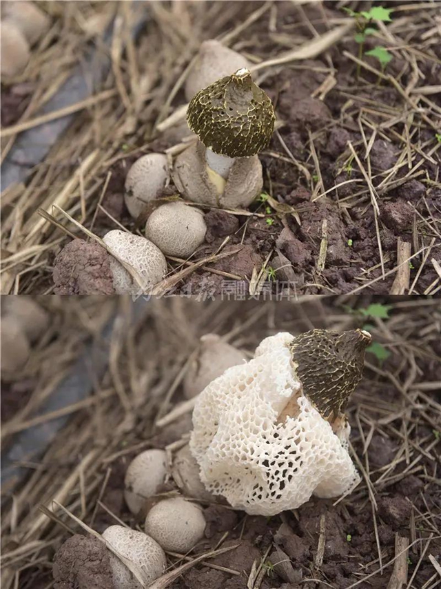 抢“鲜”上市！内江这里的“白裙仙子”太惹人喜欢了！(图4)