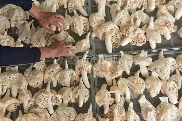 抢“鲜”上市！内江这里的“白裙仙子”太惹人喜欢了！(图5)