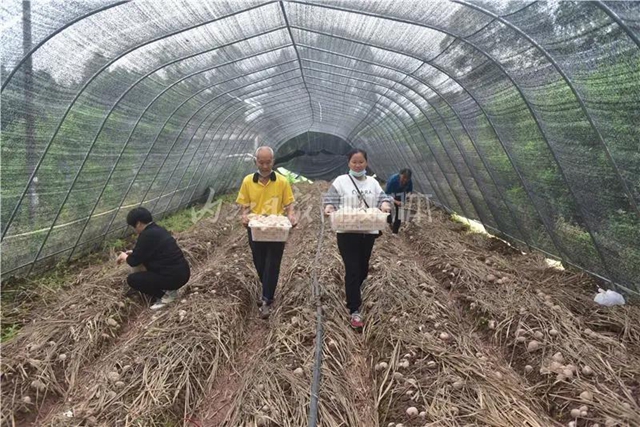 抢“鲜”上市！内江这里的“白裙仙子”太惹人喜欢了！(图8)