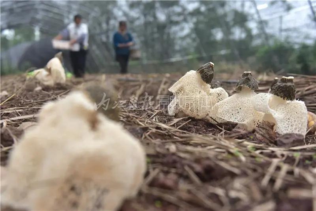 抢“鲜”上市！内江这里的“白裙仙子”太惹人喜欢了！(图9)