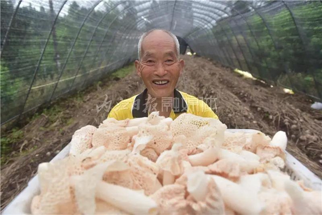 抢“鲜”上市！内江这里的“白裙仙子”太惹人喜欢了！(图10)