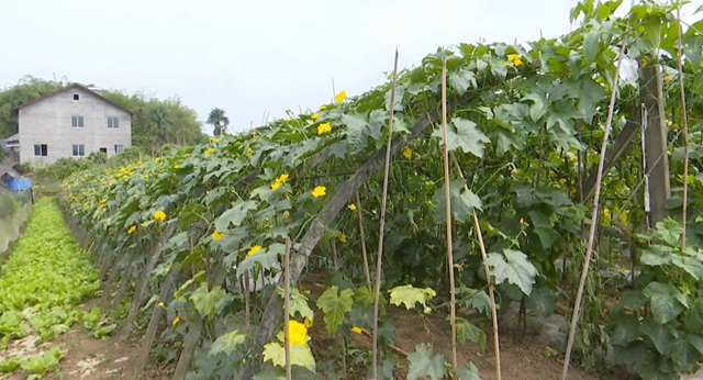 华阳街道西岸村：科技特派员支招，百亩丝瓜满枝头(图3)