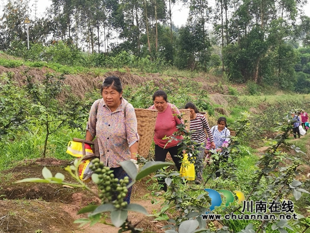 鲜销价格高　泸县青花椒助农增收(图2)