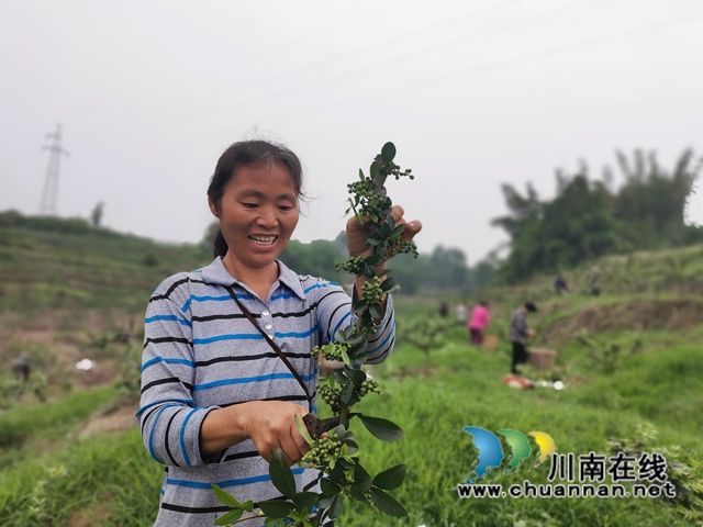 鲜销价格高　泸县青花椒助农增收(图4)