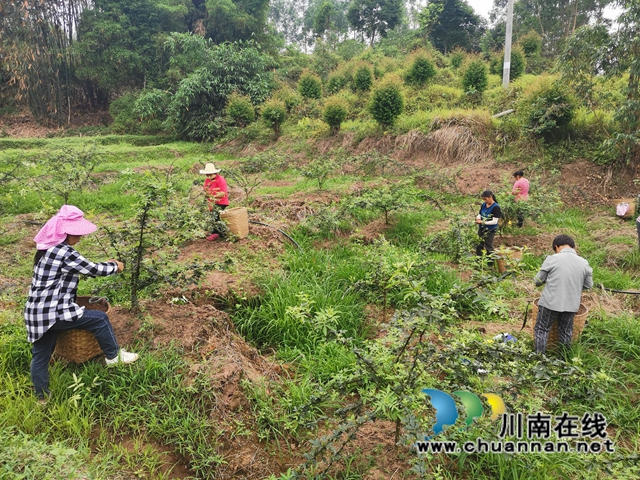 鲜销价格高　泸县青花椒助农增收(图3)