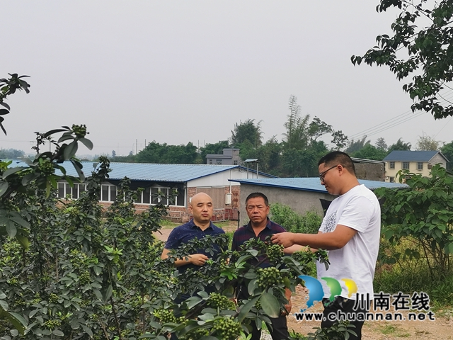 鲜销价格高　泸县青花椒助农增收(图8)
