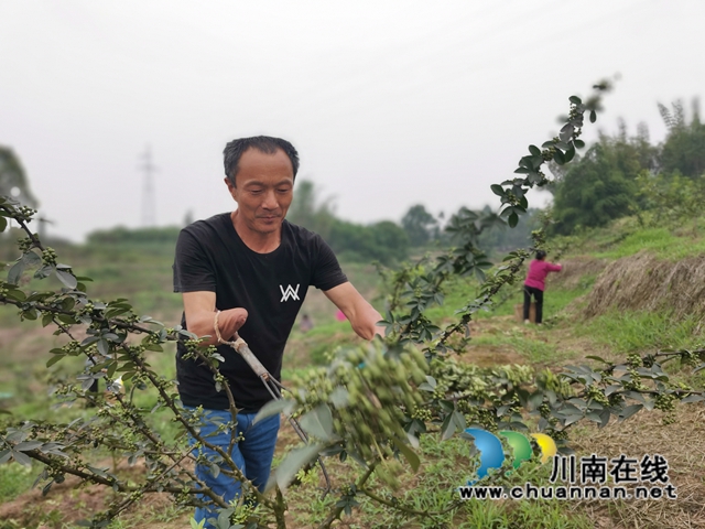 鲜销价格高　泸县青花椒助农增收(图7)