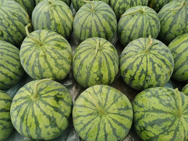 帮帮我！内江瓜农求助：再有四五天，地里三万斤西瓜就要烂了......(图3)