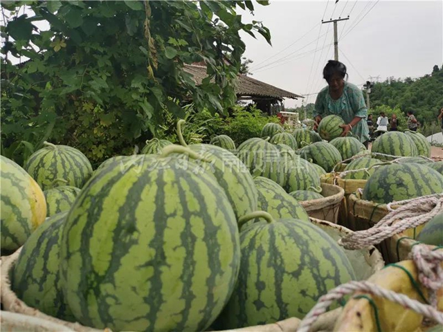 帮帮我！内江瓜农求助：再有四五天，地里三万斤西瓜就要烂了......(图4)