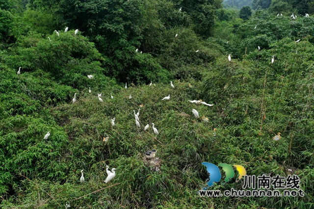 乌类的天堂！纳溪发现一个白鹭天然聚居点(图2)