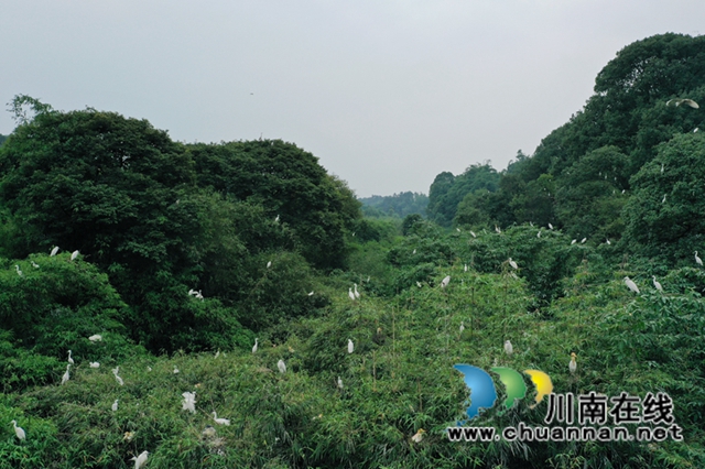 乌类的天堂！纳溪发现一个白鹭天然聚居点(图4)