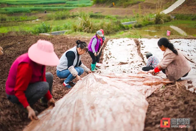 自贡人注意！这事干不得，最高可罚10万！