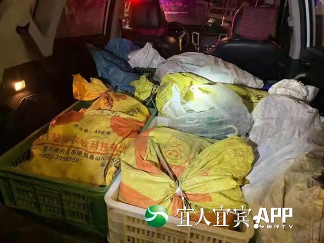 吓人！宜宾一小车被查，竟藏了100多斤蛇！(图2)